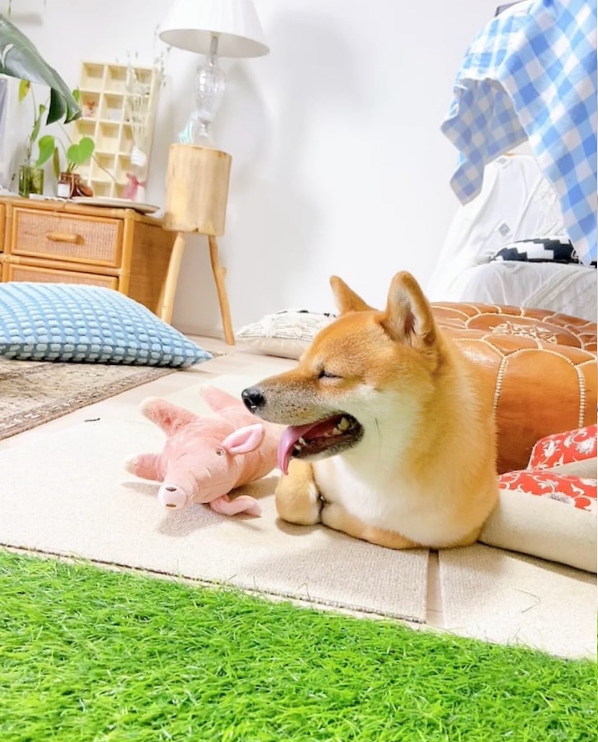 ぶたのぬいぐるみの横であくびをするねいろちゃん