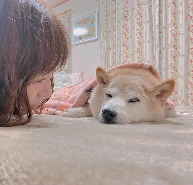 毛布にくるまって眠るねいろちゃん